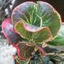 Codiaeum Pra Na Korn Kiri