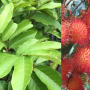 Nephelium lappaceum (Rambutan)(pink hair fruit)