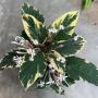 Clerodendron quadriloculare variegated