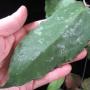 Hoya caudata (big leaf)(#729