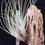 Tillandsia bartramii.