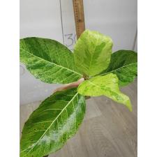 Ficus sp.(T32) Golden variegated