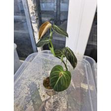 philodendron melanochrysum стакан 