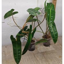 Филодендрон биллиетиае оранжевый ствол / Philodendron billietiae orange petiole