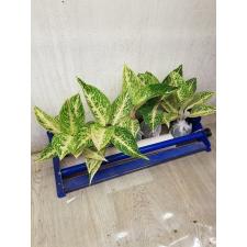 Aglaonema Legacy - white A-109