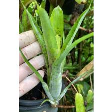 Neoregelia pauciflora 342/1 август