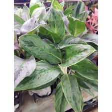 Aglaonema Silver Supreme 900p