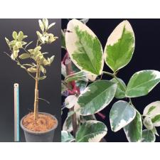 Аталантия монофилла альбомаргината №3 / Atalantia monophylla albomarginata (No.3).