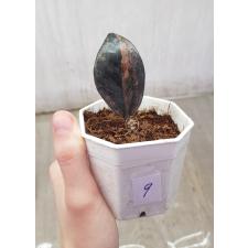 Zamioculcas zamiifolia black variegated (1 leaves) НОМЕР 9