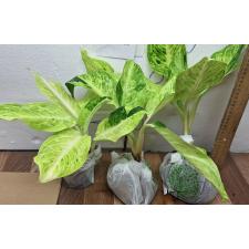 Аглаонема Сан дроп / Aglaonema Sun drop A-38