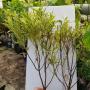 Syzygium paniculatum albomarginata