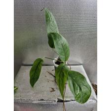 Epipremnum pinnatum Cebu s pot 