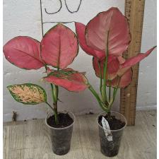 Aglaonema Super Pink A-41
