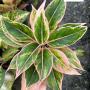 Aglaonema  Aurora - Pink A-8