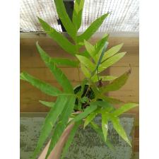 Drynaria quercifolia 'Pinto' pot
