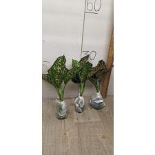 Aglaonema rub gold galaxy A-91