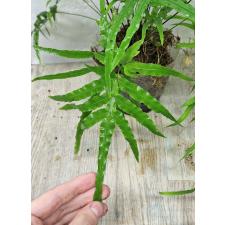 Птерис кретика / Pteris cretica