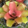 Neoregelia Yang (reverse) (Bromeliad) 233
