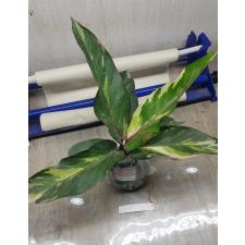 Anthurium variegated sp 5