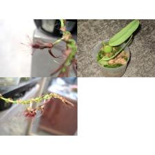 ENGLERIANA SYN." VIET NAM " ук черенок 5-6 пар листьев