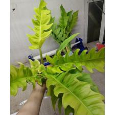 philodendron sp golden crocodile