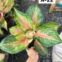 Aglaonema  LukBay Pink A-22