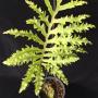 Phlebodium aureum cv. Special Mandaianum.