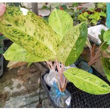 Aglaonema  Ruay tungpee A-107