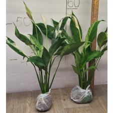 Спатифиллум сп. белая варегатность / Spathiphyllum sp white variegated (L)