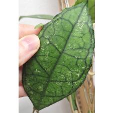 Хойя сп. финласонии / Hoya sp - finlaysonii