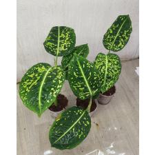 Dieffenbachia hybrid reflector