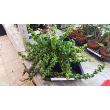 Aeschynanthus 'rasta'