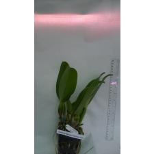 Каттлея Пачара Фэнтези №30 / Cattleya Pachara Fantasy  (No.30)