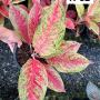 Aglaonema  Lainamtong A-52