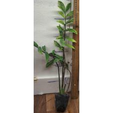 Замиокулкас замифолия варегатный (длинный лист) / Zamioculcas zamifolia variegated (long leaf)