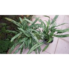 Aglaonema 'cutlass' 14 сm pot