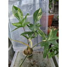 philodendron florida beauty variegated д стакан 2500р