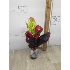 Codiaeum A9 bussarin