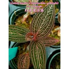 Лудисия дисколор х Анектохилус роксбургии / Ludisia discolor x Anoectochilus roxburghii