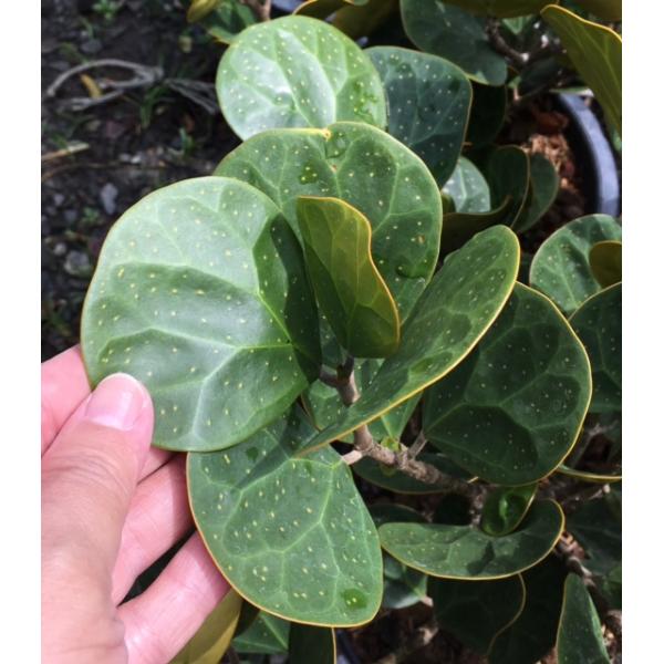 Фикус дельтовидный "Гиганский лист" / Ficus deltoidea 'Giant leaf'