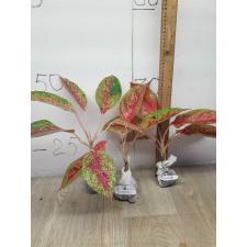Aglaonema Lainamtong A-52 Уценка