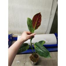 Philodendron cruentum 450p