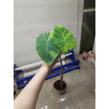 Colocasia esculenta variegata pot 1900p
