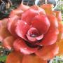 Neoregelia Queen Kapiolani (Bromeliad) 226