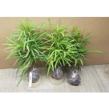 Osmoxylon lineare variegated