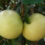 Syzygium jambos (wax leaf)