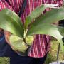 Platycerium Mulford (S).