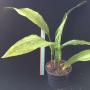 Aspidistra sp.(T16)
