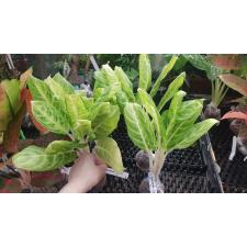 Aglaonema Golden Spoon 16-9