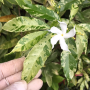 Tabernaemontana divaricata 'Splash'